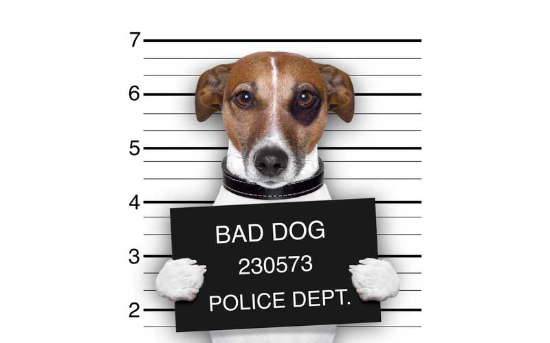 South Carolina Dog Bite Law | TKT Law Firm